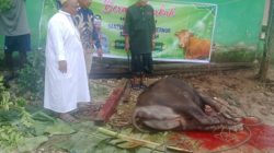 Hewan Kurban Gubernur Sulteng.Sentuh Masyarakat Desa Kalupapi.