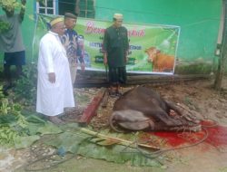 Hewan Kurban Gubernur Sulteng.Sentuh Masyarakat Desa Kalupapi.